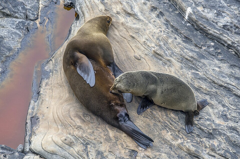 Extreme Weather Kills Seal Pups and Seabird Chicks at Australian Colonies