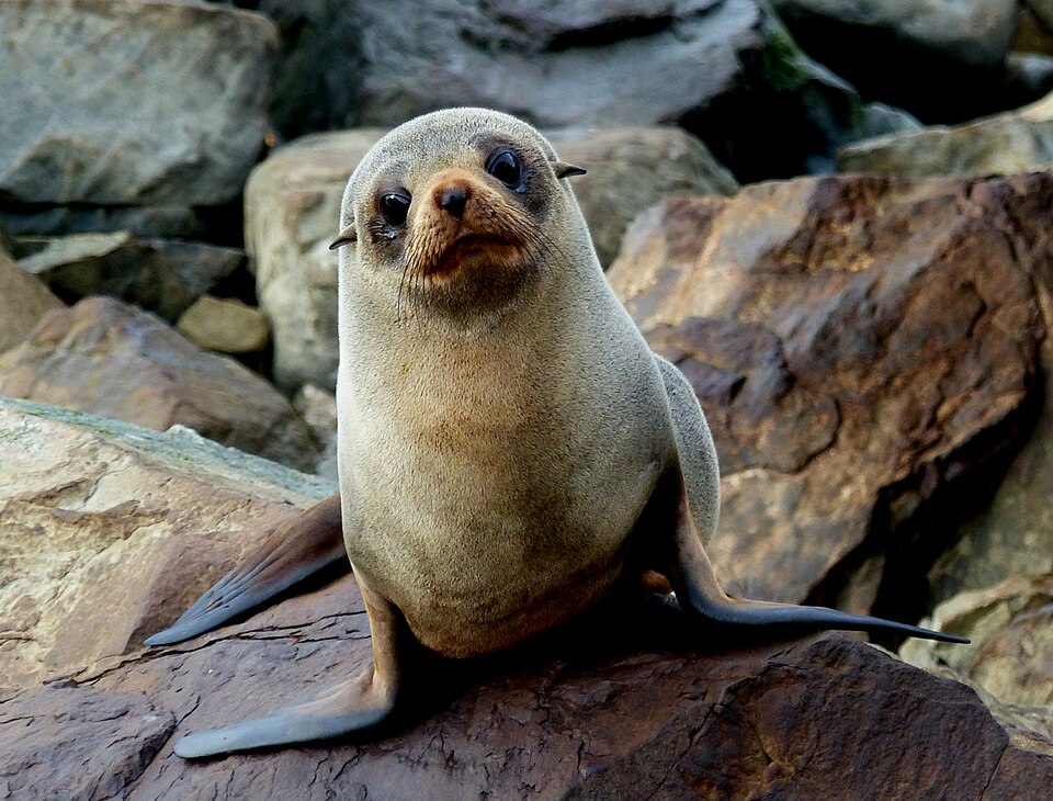 Population: about 200,000, half of which are in Australia.
Threat status: least concern (population trend: increasing).
Found on: rocky shores throughout mainland New Zealand, the Chatham Islands, and the Subantarctic islands, as well as parts of Australia.

   New Zealand fur seal/kekeno are the mo