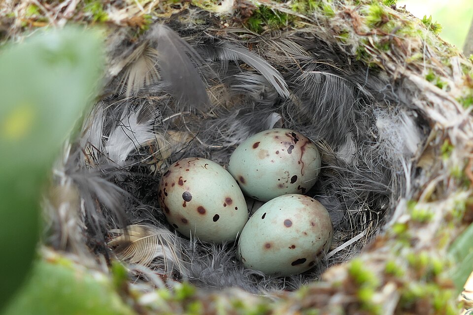 Birds Lay Larger Eggs Than Dinosaurs Because of Bigger Brains, Study Finds