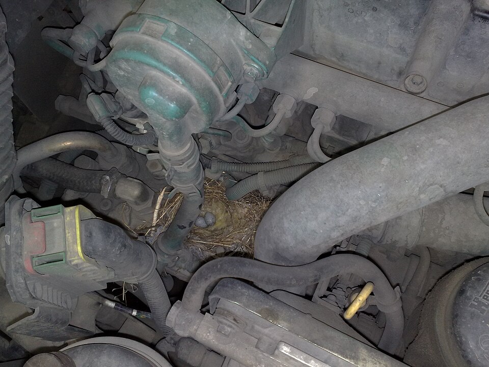 Bird's nest on a truck compressor