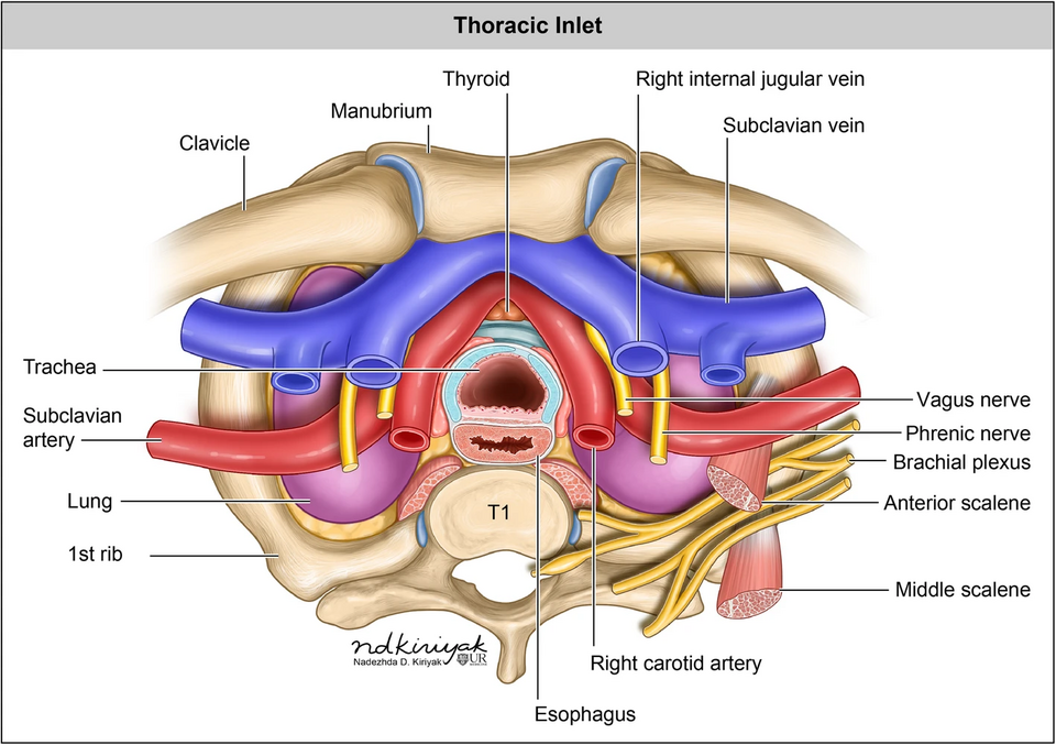 Anatomy of the thoracic inlet. The trachea is commonly located anterior and right lateral to the esophagus. The aortic arch typically gives rise to three main branches: the brachiocephalic artery (also known as the innominate artery or brachiocephalic trunk) which divides into the right common carot