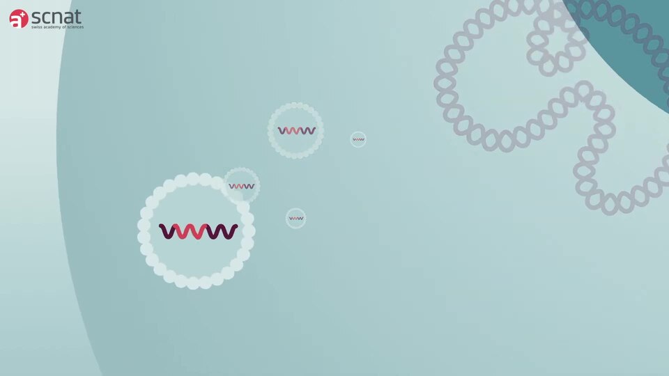 Novel vaccines are being used against the coronavirus. This video shows how vaccination with an mRNA vaccine works.
