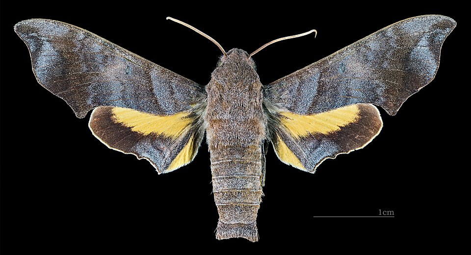 Perigonia pallida - Dorsal side
Collection of the Mathematician Laurent Schwartz
