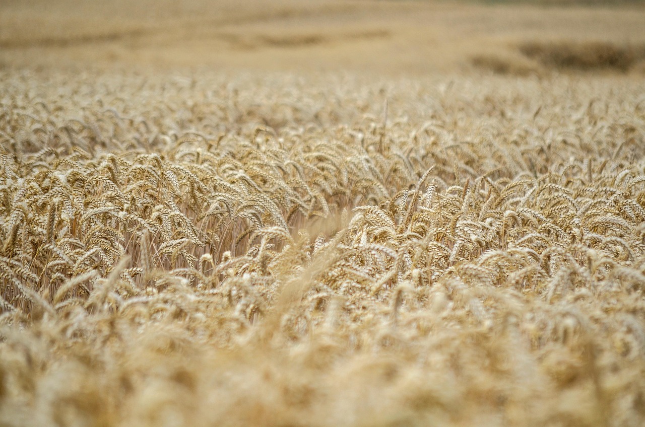 Climate Change Will Reduce Nutrient Levels in Wheat, CRISPR May Offer a Fix