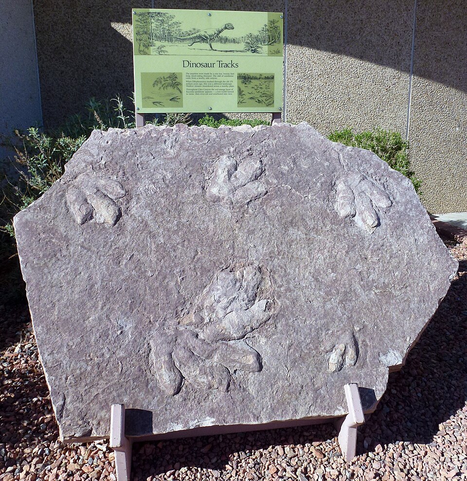 Dilophosaurus footprint in  Glen Canyon National Recreation Area. Arizona, USA