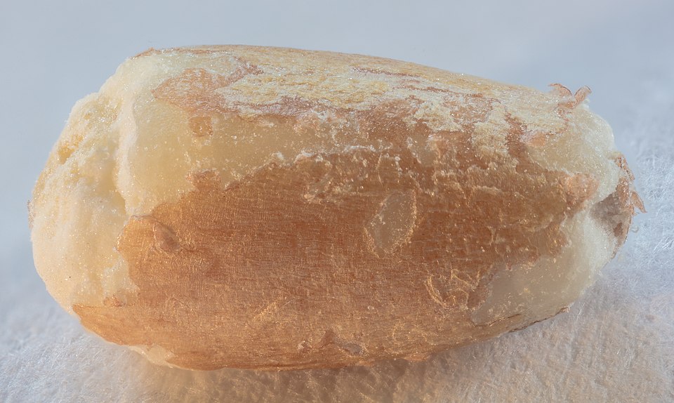Climate Change Will Reduce Nutrient Levels in Wheat, CRISPR May Offer a Fix