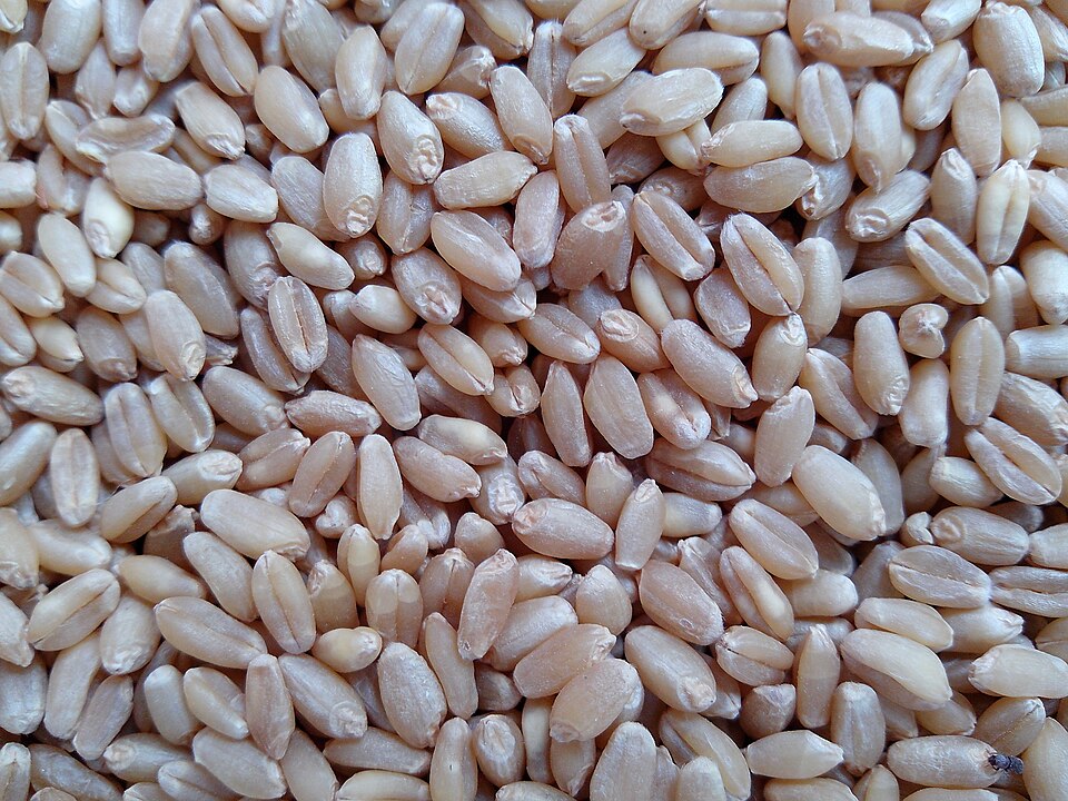 A close-up of wheat grains