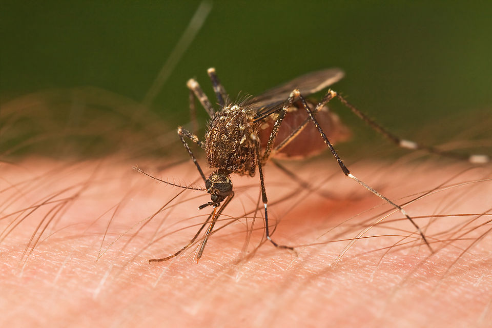 Scratching a Bug Bite Makes the Itch Worse, Research Shows
