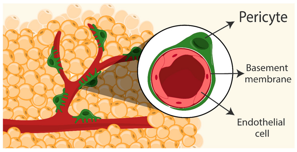 Figure 1. A schematic illustration depicts the location of pericytes within the adipose tissue niche. Adipose tissue is well vascularized, with pericytes surrounding blood vessels. Notably, pericytes are embedded within the shared basement membrane alongside endothelial cells.