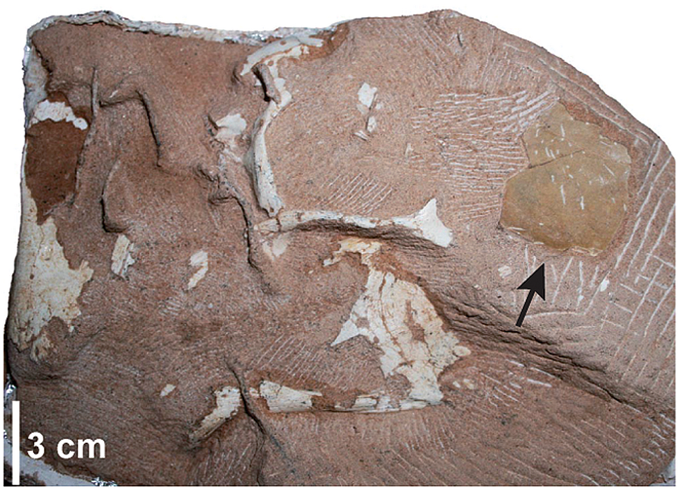 Skull of Nemegtomaia barsboldi specimen MPC-D 107/15. Arrow pointing to eggshell fragment.