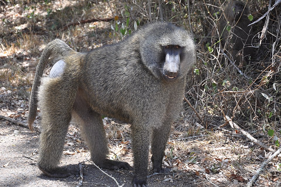 The Olive Baboon (Papio anubis), also called the Anubis Baboon, is a member of the family Cercopithecidae (Old World monkeys). The species is the most widely spread of all baboons: it is found in 25 countries throughout Africa, extending south from Mali to Ethiopia and to Tanzania. The Olive Baboon