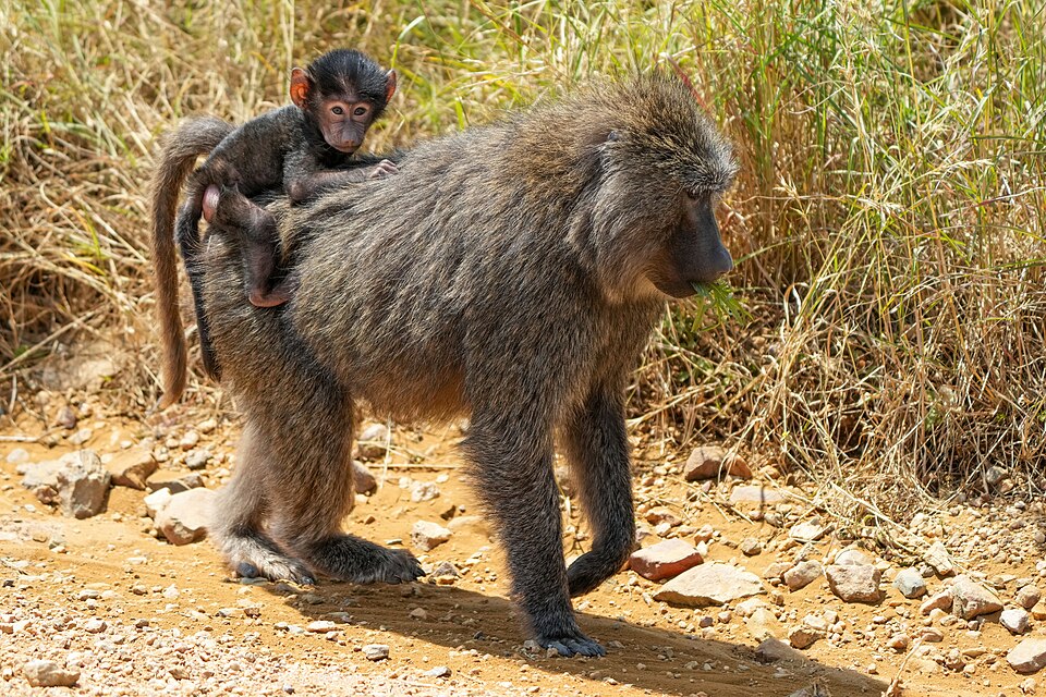 Olive baboon carrying young in Serengeti National Park, Tanzania