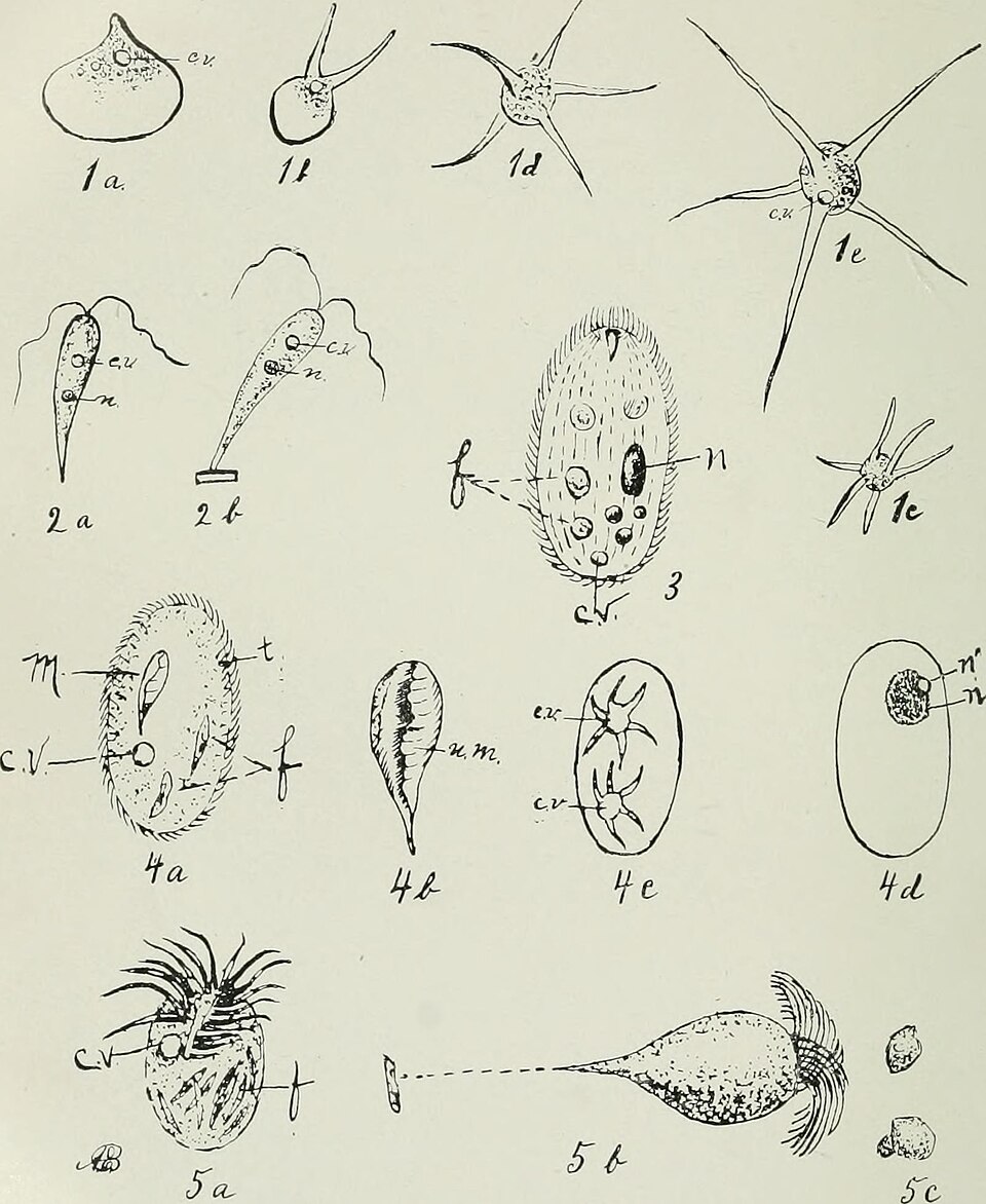 Single-Celled Organism Contracts 200 Times Faster Than a Human Blink