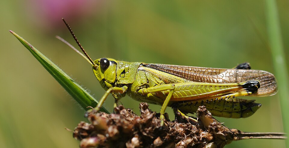A Grasshopper Stethophyma grossum (Orthoptera: Acrididae) near Belfort, France