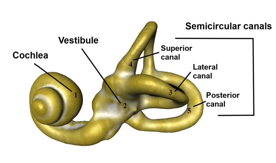 Human bony labyrinth / Computed tomography 3D. Modified from: https://commons.wikimedia.org/wiki/File:Labyrinthe_osseux_Humain.png, by José Braga.