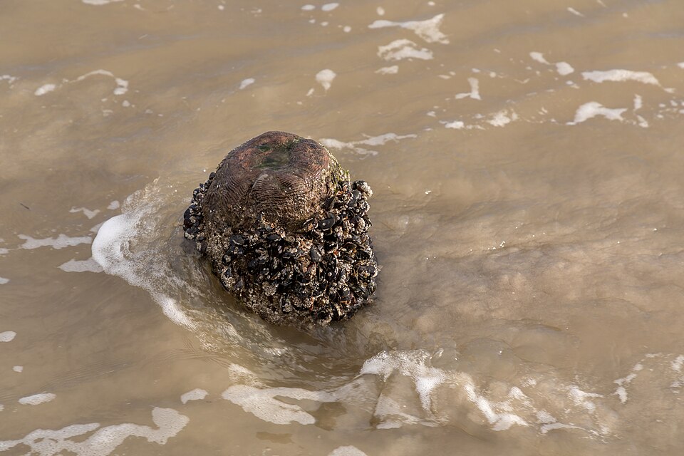 Brazil Reports 215 Percent Jump in Non-Native Mollusk Species Since 2011