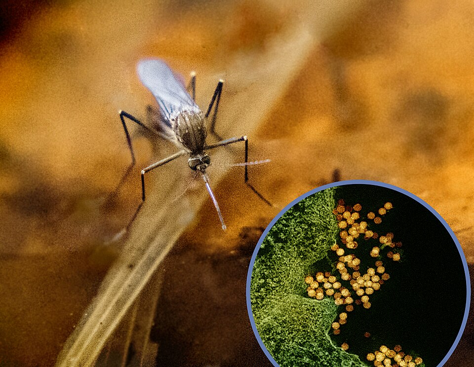 A foreground image that is a transmission electron micrograph showing West Nile virus particles (colorized yellow) within an infected cell (green), and a photo of a Culex mosquito, a vector for West Nile virus. Credit: NIAID/ from NIAID Flickr