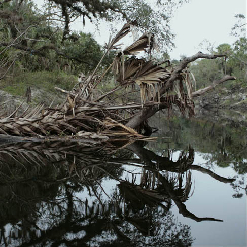 Florida Woman Killed by 13-Foot Alligator While Swimming in Shallow River