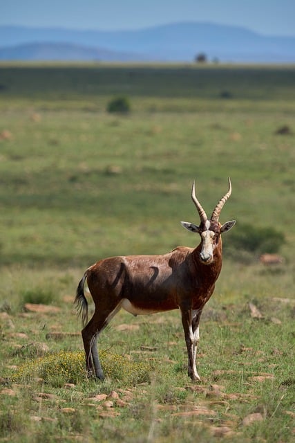 Grassland Carbon Uptake Could Drop Four Times More Under Future Drought