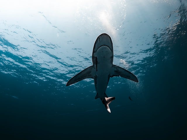 Australian Shark Spotting Drones Offer Reassurance But Not Full Protection