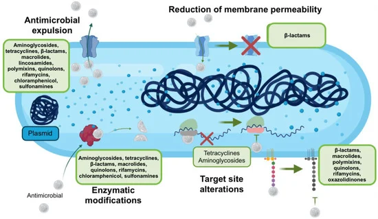 Hospital Superbug Built Antibiotic Resistance in Waves Over Decades