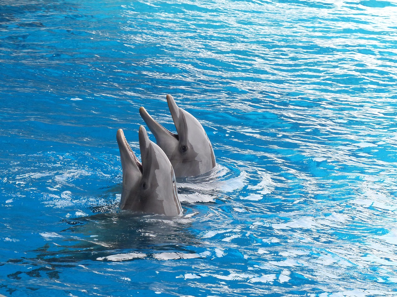 Plastic Bottles on Fishing Nets Cut Dolphin Deaths by 88 Percent