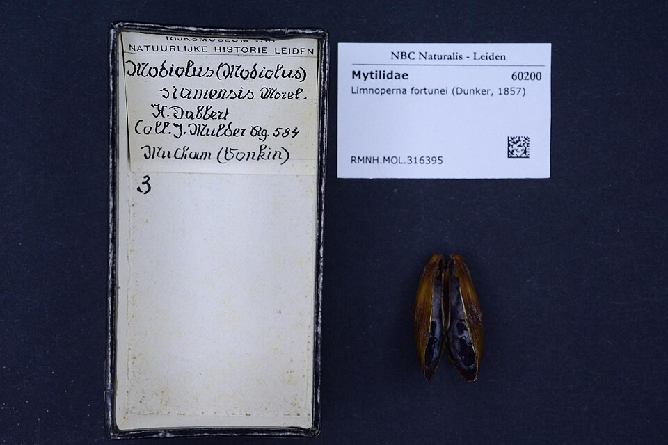 Limnoperna fortunei (Dunker, 1857)