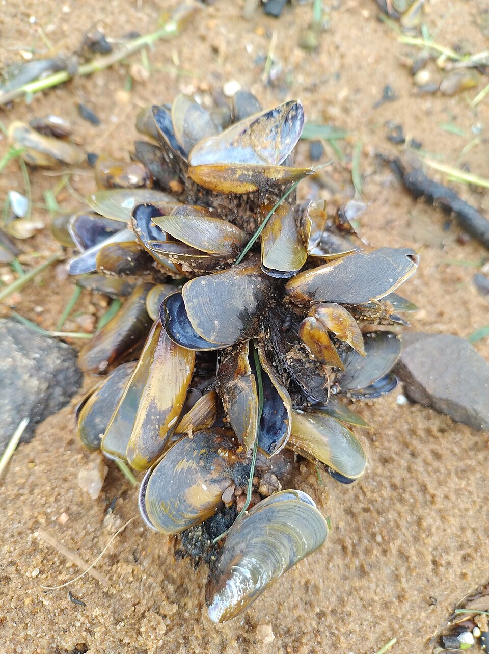 Limnoperna fortunei, Porto Alegre, BR-RS, BR, 2024-04-28 (iNaturalist).