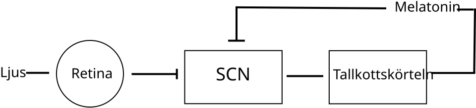 Melatonin Reduces Chronic Musculoskeletal Pain as Well as Ibuprofen