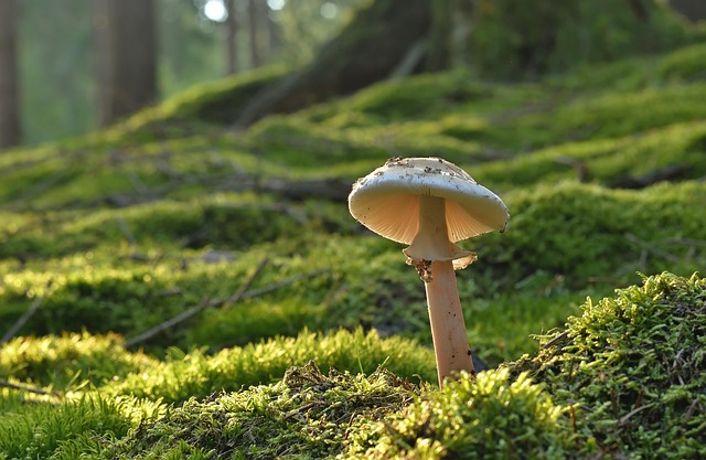 Drug-Resistant Fungal Infections Are Rising Across the United States