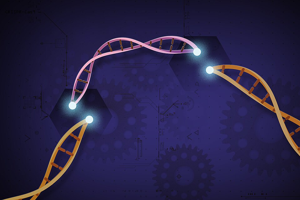 CRISPR-Cas9 is a customizable tool that lets scientists cut and insert small pieces of DNA at precise areas along a DNA strand. This lets scientists study our genes in a specific, targeted way.

Credit: Ernesto del Aguila III, National Human Genome Research Institute, NIH