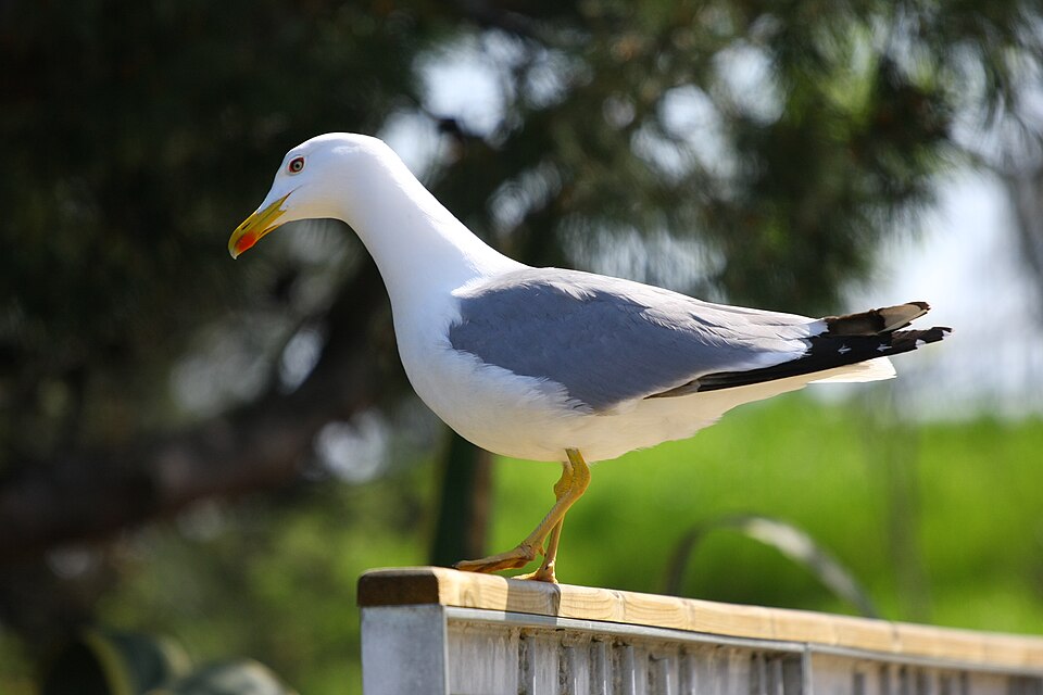 Young Gulls Use Brown Feathers to Avoid Adult Attacks in Colonies