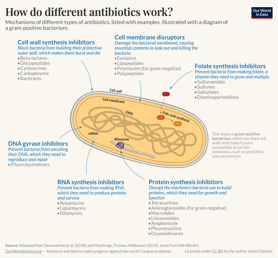 "Antibiotics target different pathways, and bacteria can become resistant in different ways
In their natural environments, bacteria compete for resources like nutrients and space. Some bacteria produce antibiotics to suppress or kill competitors, giving them an advantage. They can target specific pr