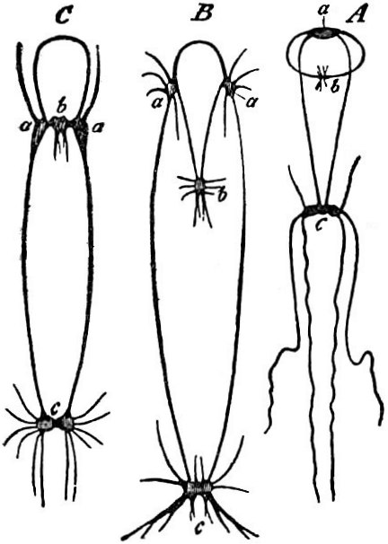 Nerve-ganglia and cords of three Lamellibranchs.  See legend below.