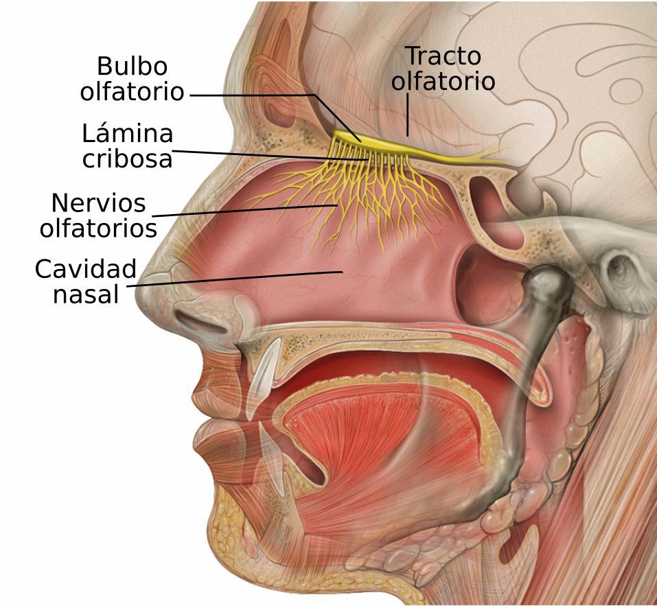 Head anatomy with olfactory nerve, including labels for the nasal cavity, olfactory nerves, cribriform plate, olfactory bulb, and olfactory tract in English.