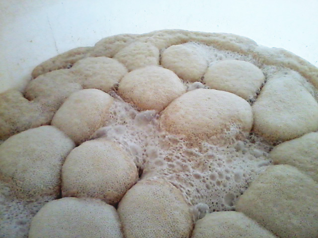 oenologic yeast leaven saccharomyces cerevisiae