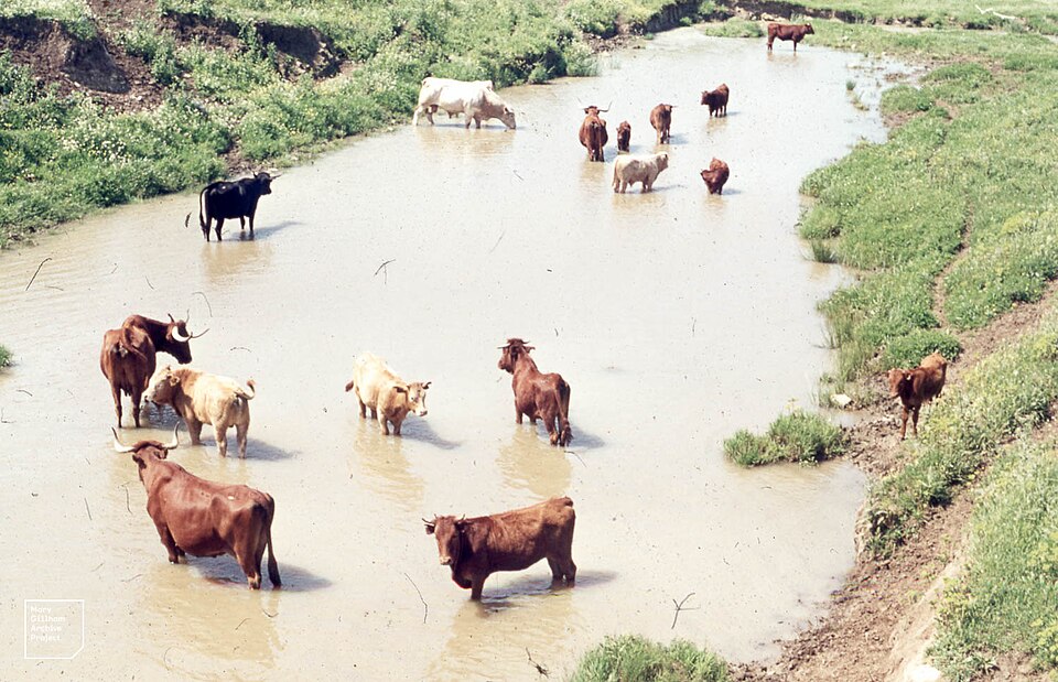 Cattle ranching plains. Andalusia. Southwest Spain