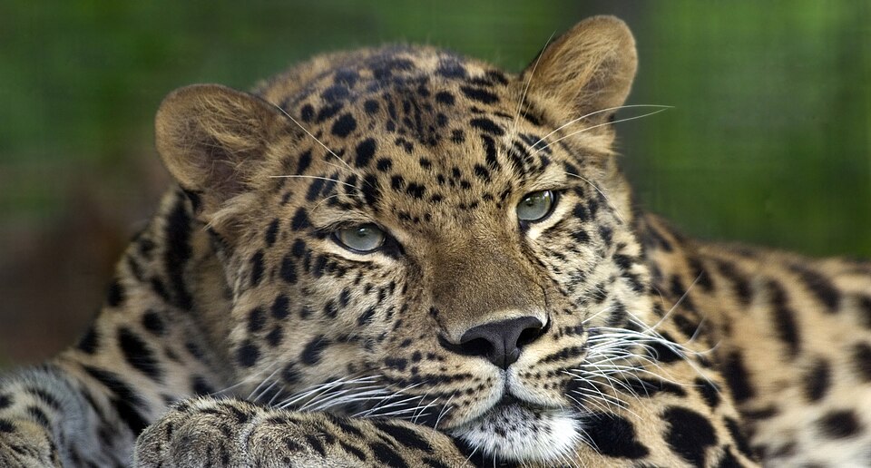 A photograph of an Amur Leoparden (Panthera pardus orientalis en   ).  Picture taken at and identified by the Pittsburgh Zoo.  See upload history for additional information.