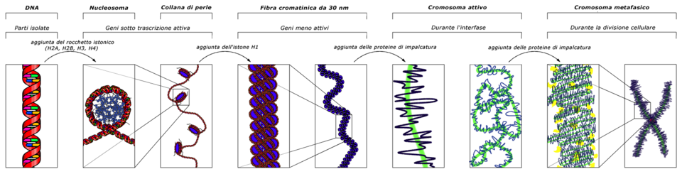 Singapore Researchers Build Tool That Maps Protein Networks on DNA