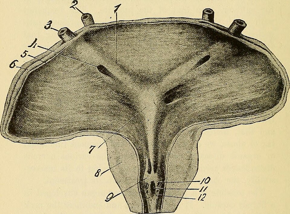Identifier: nonsurgicaltreat00over (find matches)
Title: A non-surgical treatise on diseases of the prostate gland and adnexa
Year: 1906 (1900s)
Authors:  Overall, George Whitfield
Subjects:  Prostate
Publisher:  Chicago) Rowe Publishing co.
Contributing Library:  Columbia University Libraries
Digit