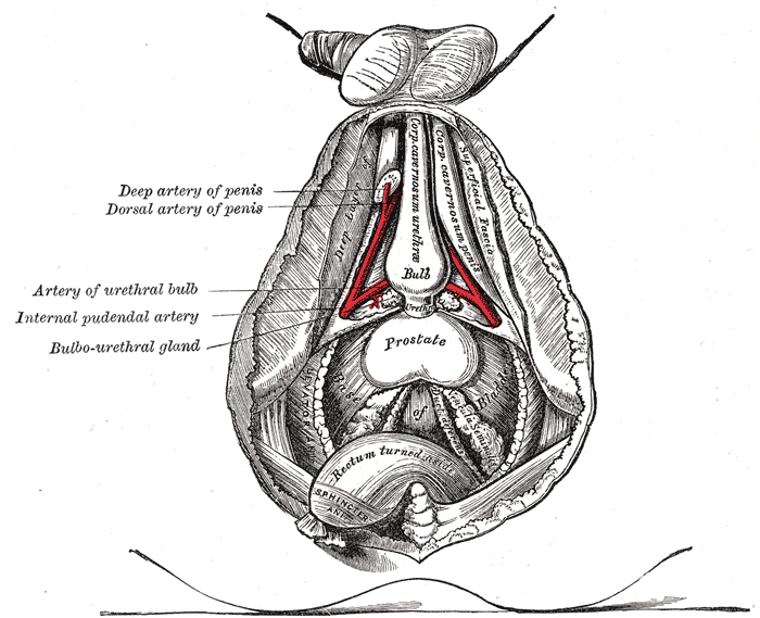 Internal male anatomy, from the coccyx to the base of the scrotum, drawn from life (cadaver dissection).