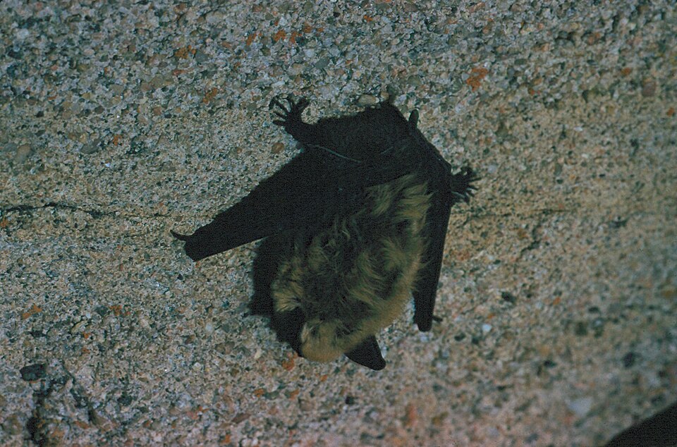 New Mexico Health Officials Confirm Rabies in Bat Found in Sandoval County