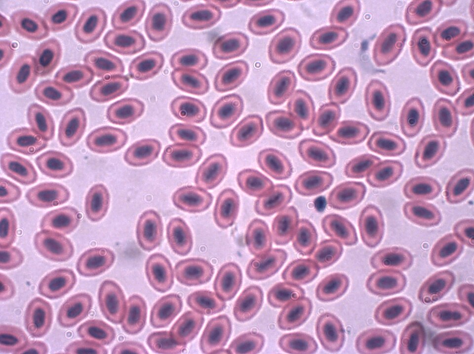 Chicken red blood cells magnified 1000 times.