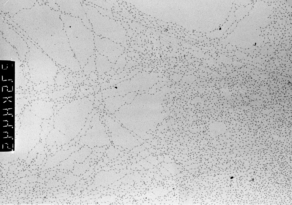Electron micrograph of decondensed chromatin from chicken erythrocytes. Pixel size: 0.73 nm.