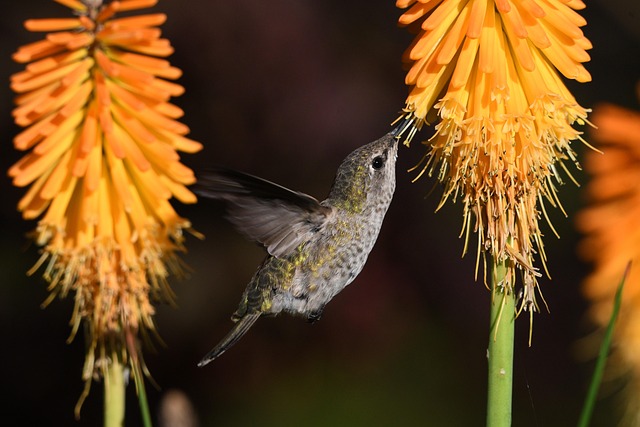 Hummingbirds Drive Bromeliad Species to Split at Twice the Normal Rate