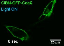 Light-mediated membrane recruitment and dissociation of Raf1 in NIH3T3 cells co-transfected with CIBN-GFP-CaaX and CRY2PHR-mCherry-Raf1. A Nikon A1 confocal microscope was used for image acquisition. The blue 488-nm laser line (0.5 mW, ∼2×106 W/cm2 at the sample plane with a 60× objective) of the co