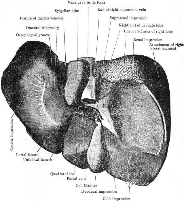 The Liver from below and behind, showing the whole of the visceral surface and the posterior area of the parietal surface. The portal fissure has been slightly opened up to show the vessels passing through it; the other fissures are represented in their natural condition—closed. In this liver, which