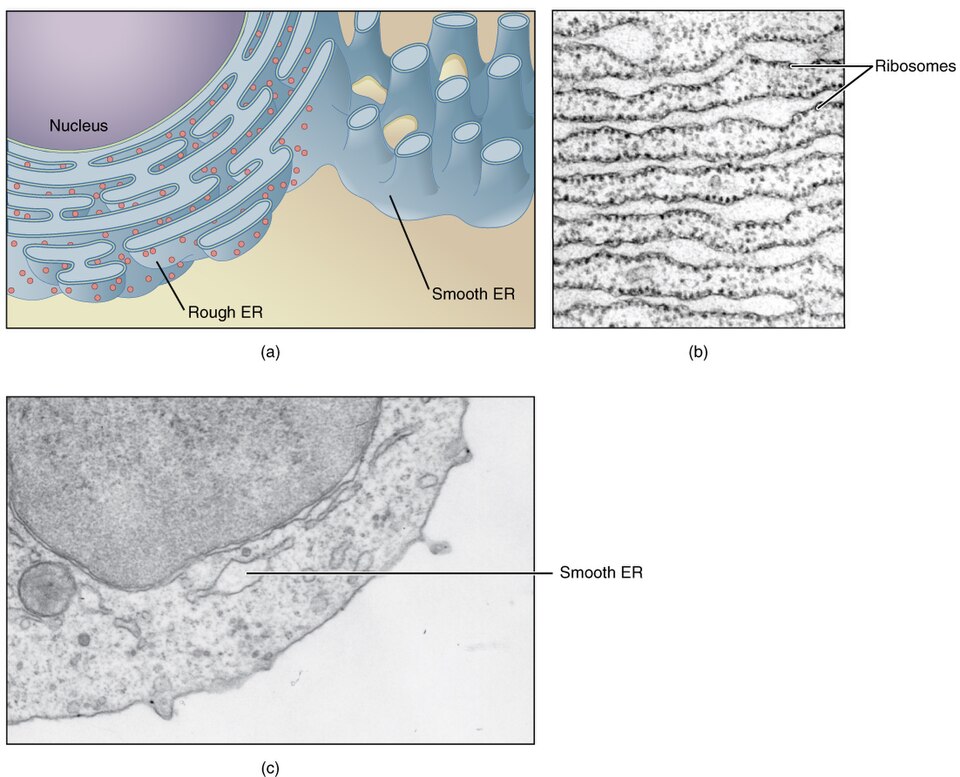 Caption:  (a) The ER is a winding network of thin membranous sacs found in close association with the cell nucleus. The smooth and rough endoplasmic reticula are very different in appearance and function (source: mouse tissue). (b) Rough ER is studded with numerous ribosomes, which are sites of prot