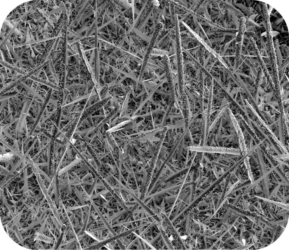 Japanese Researchers Develop Nanosheets That Could Shrink Smartphone Cameras