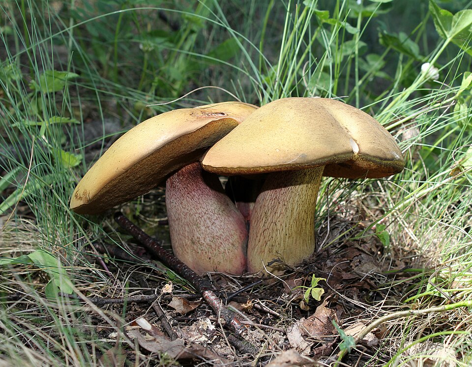 Minnesota Moves Toward Legalizing Psychedelic Therapy for Mental Health